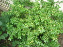 Euonymus Fortunei